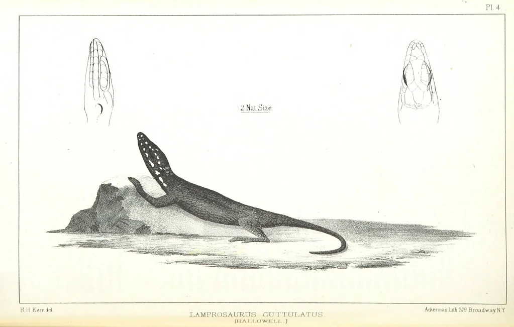 An illustration from Report of an expedition down the Zuni and Colorado Rivers by Captain L. Sitgreaves ... Illustrations. (Report on ... Natural History ... by S. W. Woodhouse. Zoology: mammals and birds by S. W. Woodhouse; reptiles by E. Hallowell; fishes by S. F. Baird and C. Girard. Botany: by Professor J. Torrey. Medical report; by S. W. Woodhouse.), 1853, leaf 194