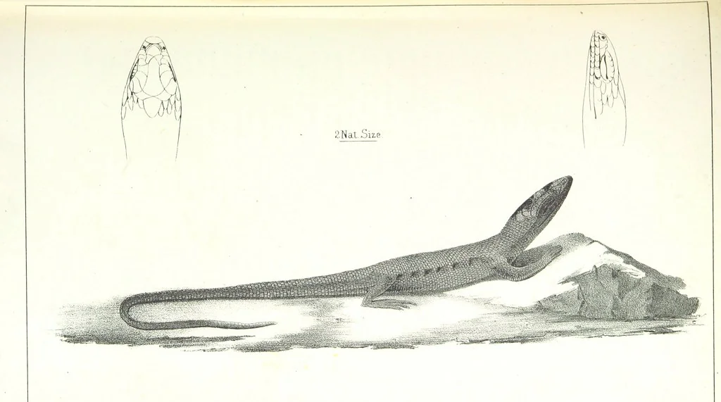 An illustration from Report of an expedition down the Zuni and Colorado Rivers by Captain L. Sitgreaves ... Illustrations. (Report on ... Natural History ... by S. W. Woodhouse. Zoology: mammals and birds by S. W. Woodhouse; reptiles by E. Hallowell; fishes by S. F. Baird and C. Girard. Botany: by Professor J. Torrey. Medical report; by S. W. Woodhouse.), 1853, leaf 197
