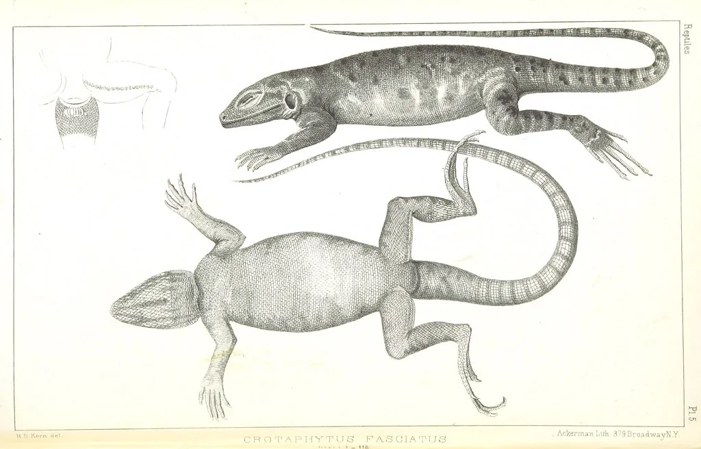 An illustration from Report of an expedition down the Zuni and Colorado Rivers by Captain L. Sitgreaves ... Illustrations. (Report on ... Natural History ... by S. W. Woodhouse. Zoology: mammals and birds by S. W. Woodhouse; reptiles by E. Hallowell; fishes by S. F. Baird and C. Girard. Botany: by Professor J. Torrey. Medical report; by S. W. Woodhouse.), 1853, leaf 200