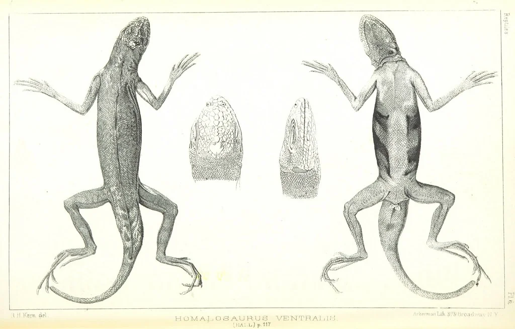 An illustration from Report of an expedition down the Zuni and Colorado Rivers by Captain L. Sitgreaves ... Illustrations. (Report on ... Natural History ... by S. W. Woodhouse. Zoology: mammals and birds by S. W. Woodhouse; reptiles by E. Hallowell; fishes by S. F. Baird and C. Girard. Botany: by Professor J. Torrey. Medical report; by S. W. Woodhouse.), 1853, leaf 204