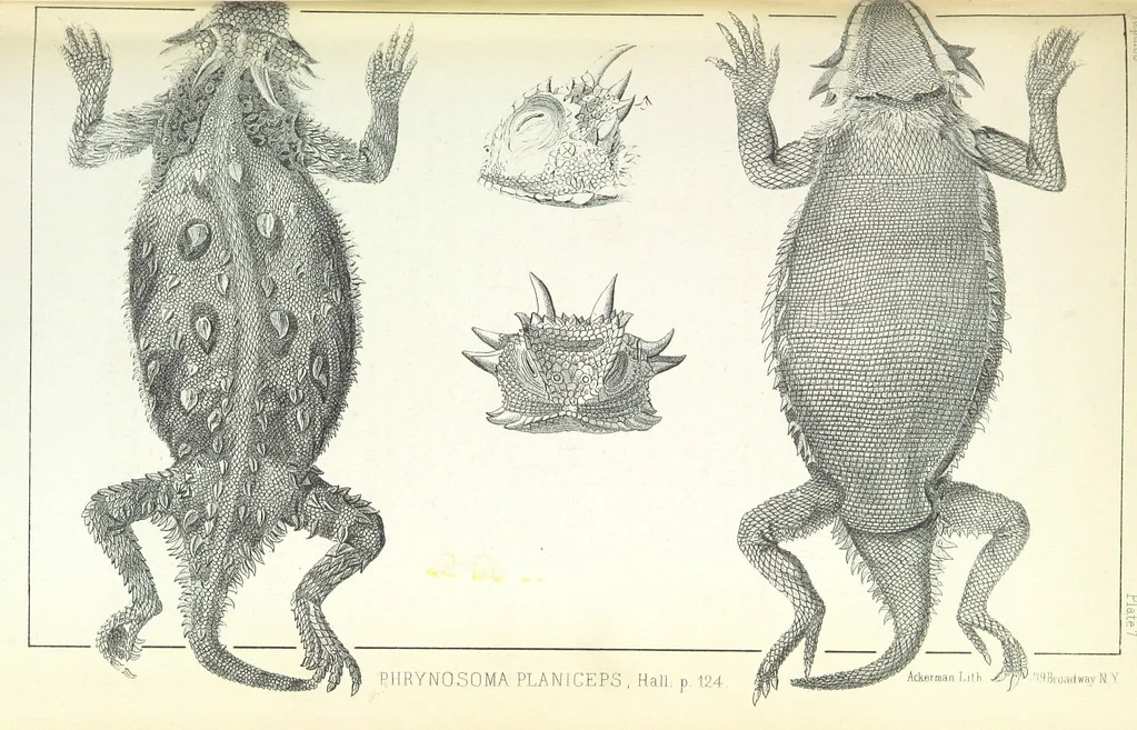 An illustration from Report of an expedition down the Zuni and Colorado Rivers by Captain L. Sitgreaves ... Illustrations. (Report on ... Natural History ... by S. W. Woodhouse. Zoology: mammals and birds by S. W. Woodhouse; reptiles by E. Hallowell; fishes by S. F. Baird and C. Girard. Botany: by Professor J. Torrey. Medical report; by S. W. Woodhouse.), 1853, leaf 213