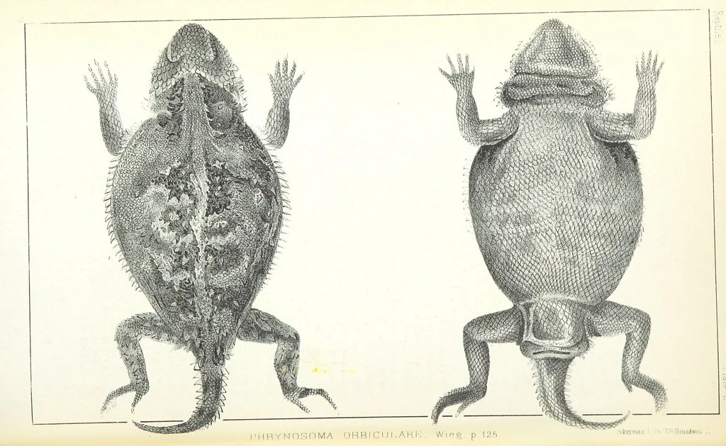 An illustration from Report of an expedition down the Zuni and Colorado Rivers by Captain L. Sitgreaves ... Illustrations. (Report on ... Natural History ... by S. W. Woodhouse. Zoology: mammals and birds by S. W. Woodhouse; reptiles by E. Hallowell; fishes by S. F. Baird and C. Girard. Botany: by Professor J. Torrey. Medical report; by S. W. Woodhouse.), 1853, leaf 216
