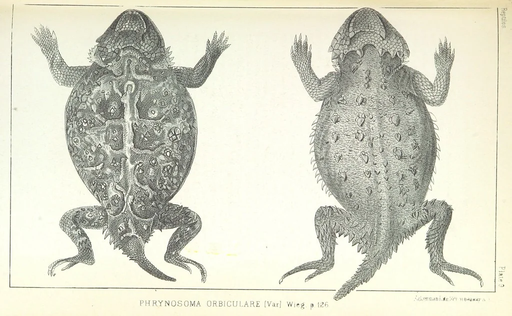 An illustration from Report of an expedition down the Zuni and Colorado Rivers by Captain L. Sitgreaves ... Illustrations. (Report on ... Natural History ... by S. W. Woodhouse. Zoology: mammals and birds by S. W. Woodhouse; reptiles by E. Hallowell; fishes by S. F. Baird and C. Girard. Botany: by Professor J. Torrey. Medical report; by S. W. Woodhouse.), 1853, leaf 219