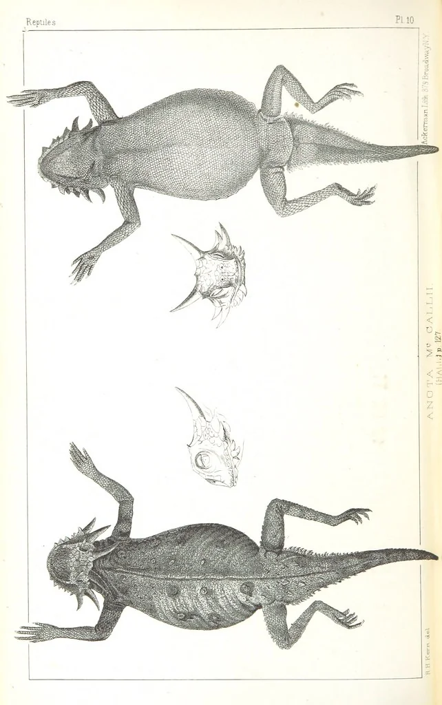 An illustration from Report of an expedition down the Zuni and Colorado Rivers by Captain L. Sitgreaves ... Illustrations. (Report on ... Natural History ... by S. W. Woodhouse. Zoology: mammals and birds by S. W. Woodhouse; reptiles by E. Hallowell; fishes by S. F. Baird and C. Girard. Botany: by Professor J. Torrey. Medical report; by S. W. Woodhouse.), 1853, leaf 222