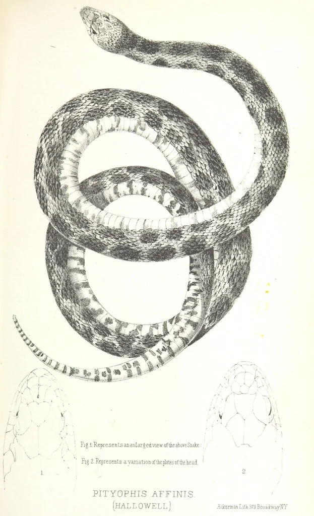 An illustration from Report of an expedition down the Zuni and Colorado Rivers by Captain L. Sitgreaves ... Illustrations. (Report on ... Natural History ... by S. W. Woodhouse. Zoology: mammals and birds by S. W. Woodhouse; reptiles by E. Hallowell; fishes by S. F. Baird and C. Girard. Botany: by Professor J. Torrey. Medical report; by S. W. Woodhouse.), 1853, leaf 227