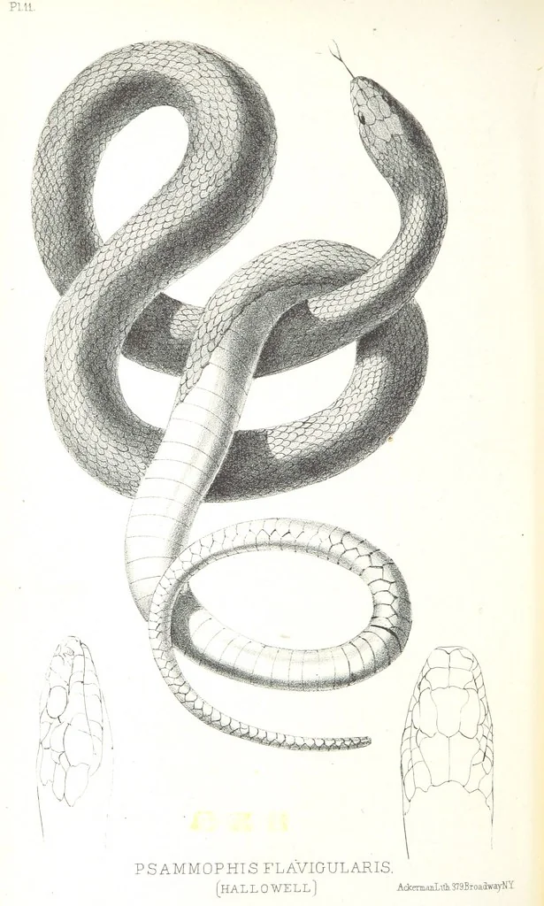 An illustration from Report of an expedition down the Zuni and Colorado Rivers by Captain L. Sitgreaves ... Illustrations. (Report on ... Natural History ... by S. W. Woodhouse. Zoology: mammals and birds by S. W. Woodhouse; reptiles by E. Hallowell; fishes by S. F. Baird and C. Girard. Botany: by Professor J. Torrey. Medical report; by S. W. Woodhouse.), 1853, leaf 230