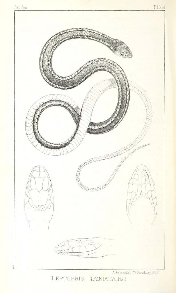 An illustration from Report of an expedition down the Zuni and Colorado Rivers by Captain L. Sitgreaves ... Illustrations. (Report on ... Natural History ... by S. W. Woodhouse. Zoology: mammals and birds by S. W. Woodhouse; reptiles by E. Hallowell; fishes by S. F. Baird and C. Girard. Botany: by Professor J. Torrey. Medical report; by S. W. Woodhouse.), 1853, leaf 234