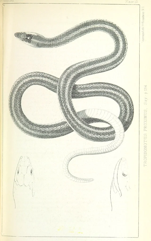 An illustration from Report of an expedition down the Zuni and Colorado Rivers by Captain L. Sitgreaves ... Illustrations. (Report on ... Natural History ... by S. W. Woodhouse. Zoology: mammals and birds by S. W. Woodhouse; reptiles by E. Hallowell; fishes by S. F. Baird and C. Girard. Botany: by Professor J. Torrey. Medical report; by S. W. Woodhouse.), 1853, leaf 237