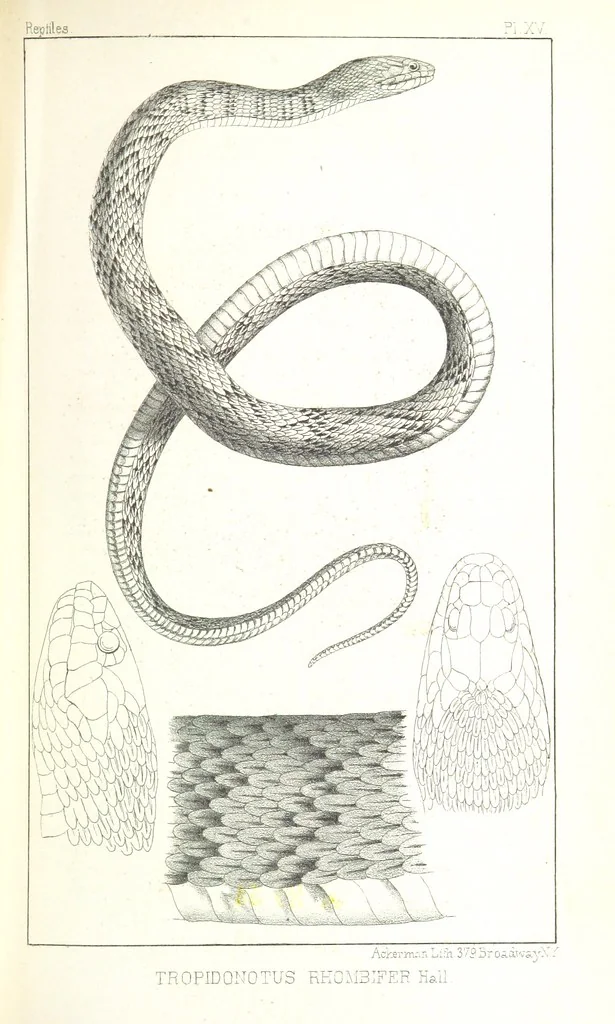 An illustration from Report of an expedition down the Zuni and Colorado Rivers by Captain L. Sitgreaves ... Illustrations. (Report on ... Natural History ... by S. W. Woodhouse. Zoology: mammals and birds by S. W. Woodhouse; reptiles by E. Hallowell; fishes by S. F. Baird and C. Girard. Botany: by Professor J. Torrey. Medical report; by S. W. Woodhouse.), 1853, leaf 245