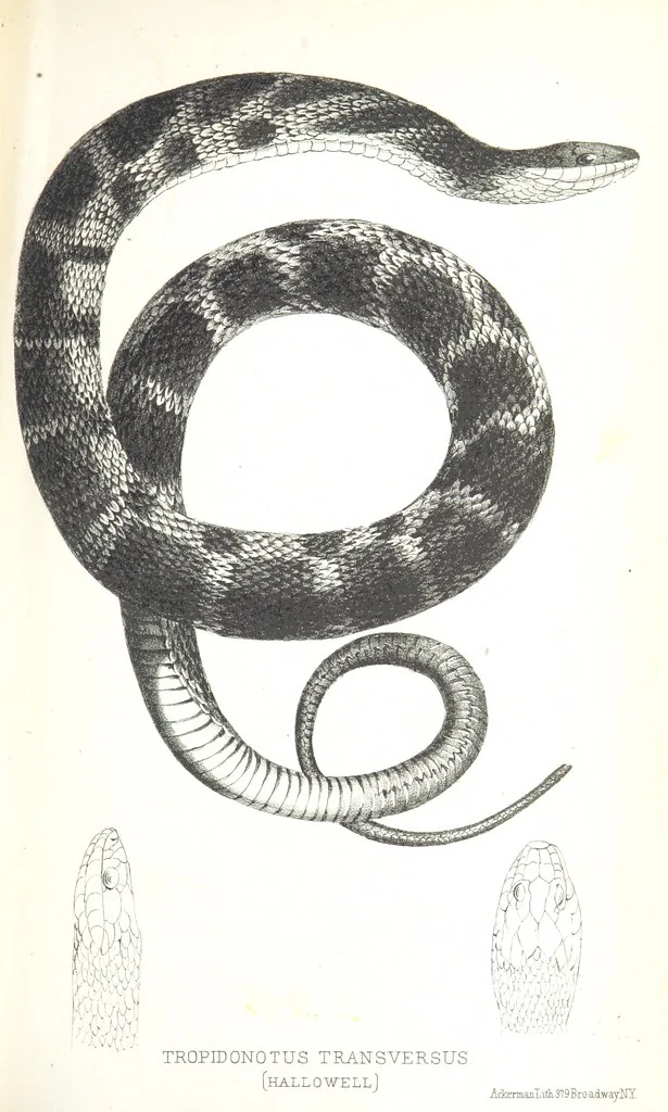 An illustration from Report of an expedition down the Zuni and Colorado Rivers by Captain L. Sitgreaves ... Illustrations. (Report on ... Natural History ... by S. W. Woodhouse. Zoology: mammals and birds by S. W. Woodhouse; reptiles by E. Hallowell; fishes by S. F. Baird and C. Girard. Botany: by Professor J. Torrey. Medical report; by S. W. Woodhouse.), 1853, leaf 247