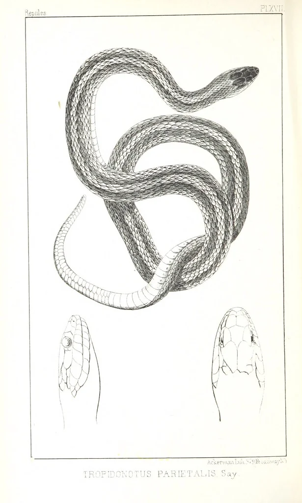 An illustration from Report of an expedition down the Zuni and Colorado Rivers by Captain L. Sitgreaves ... Illustrations. (Report on ... Natural History ... by S. W. Woodhouse. Zoology: mammals and birds by S. W. Woodhouse; reptiles by E. Hallowell; fishes by S. F. Baird and C. Girard. Botany: by Professor J. Torrey. Medical report; by S. W. Woodhouse.), 1853, leaf 250
