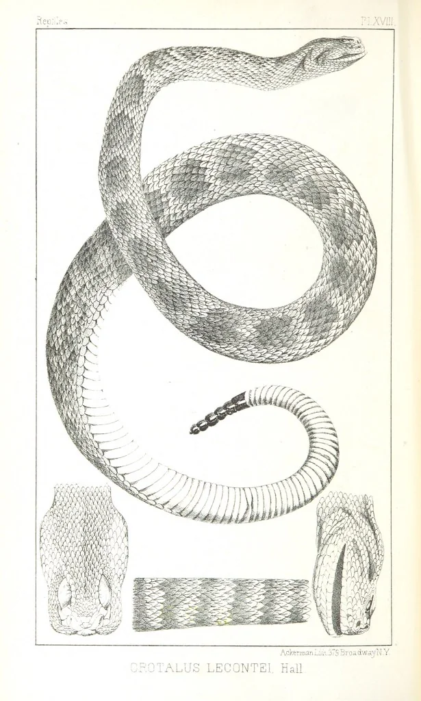An illustration from Report of an expedition down the Zuni and Colorado Rivers by Captain L. Sitgreaves ... Illustrations. (Report on ... Natural History ... by S. W. Woodhouse. Zoology: mammals and birds by S. W. Woodhouse; reptiles by E. Hallowell; fishes by S. F. Baird and C. Girard. Botany: by Professor J. Torrey. Medical report; by S. W. Woodhouse.), 1853, leaf 252