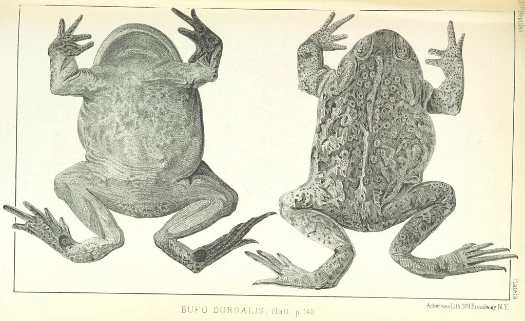An illustration from Report of an expedition down the Zuni and Colorado Rivers by Captain L. Sitgreaves ... Illustrations. (Report on ... Natural History ... by S. W. Woodhouse. Zoology: mammals and birds by S. W. Woodhouse; reptiles by E. Hallowell; fishes by S. F. Baird and C. Girard. Botany: by Professor J. Torrey. Medical report; by S. W. Woodhouse.), 1853, leaf 257