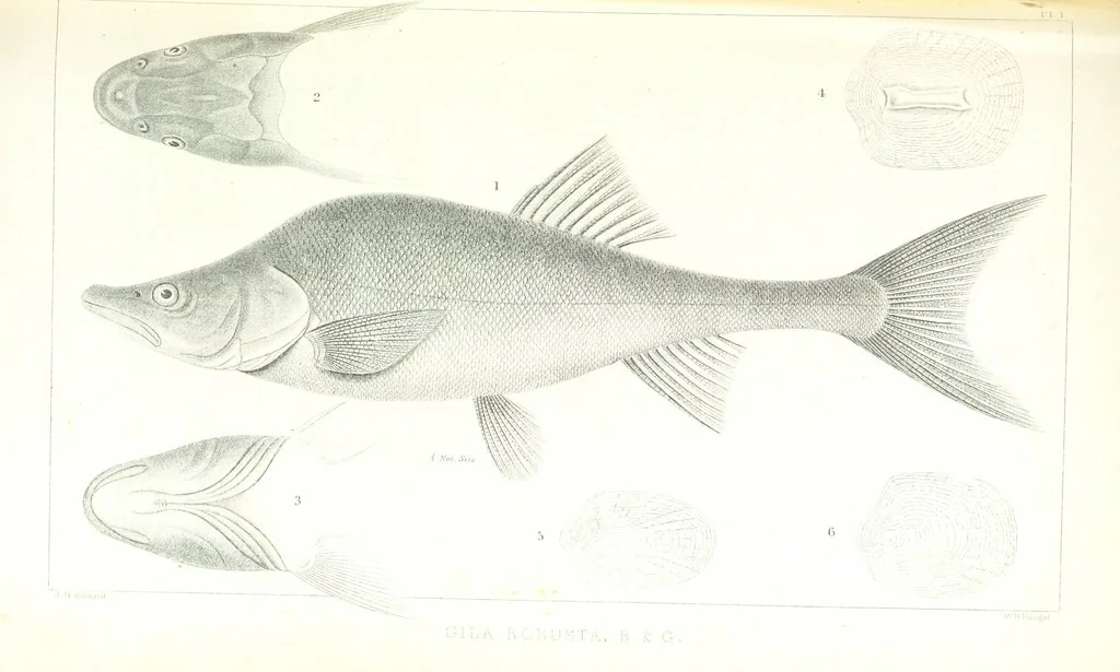An illustration from Report of an expedition down the Zuni and Colorado Rivers by Captain L. Sitgreaves ... Illustrations. (Report on ... Natural History ... by S. W. Woodhouse. Zoology: mammals and birds by S. W. Woodhouse; reptiles by E. Hallowell; fishes by S. F. Baird and C. Girard. Botany: by Professor J. Torrey. Medical report; by S. W. Woodhouse.), 1853, leaf 267