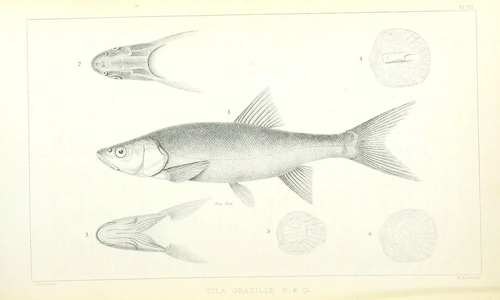 An illustration from Report of an expedition down the Zuni and Colorado Rivers by Captain L. Sitgreaves ... Illustrations. (Report on ... Natural History ... by S. W. Woodhouse. Zoology: mammals and birds by S. W. Woodhouse; reptiles by E. Hallowell; fishes by S. F. Baird and C. Girard. Botany: by Professor J. Torrey. Medical report; by S. W. Woodhouse.), 1853, leaf 274