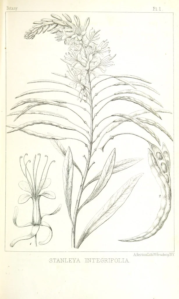 An illustration from Report of an expedition down the Zuni and Colorado Rivers by Captain L. Sitgreaves ... Illustrations. (Report on ... Natural History ... by S. W. Woodhouse. Zoology: mammals and birds by S. W. Woodhouse; reptiles by E. Hallowell; fishes by S. F. Baird and C. Girard. Botany: by Professor J. Torrey. Medical report; by S. W. Woodhouse.), 1853, leaf 281