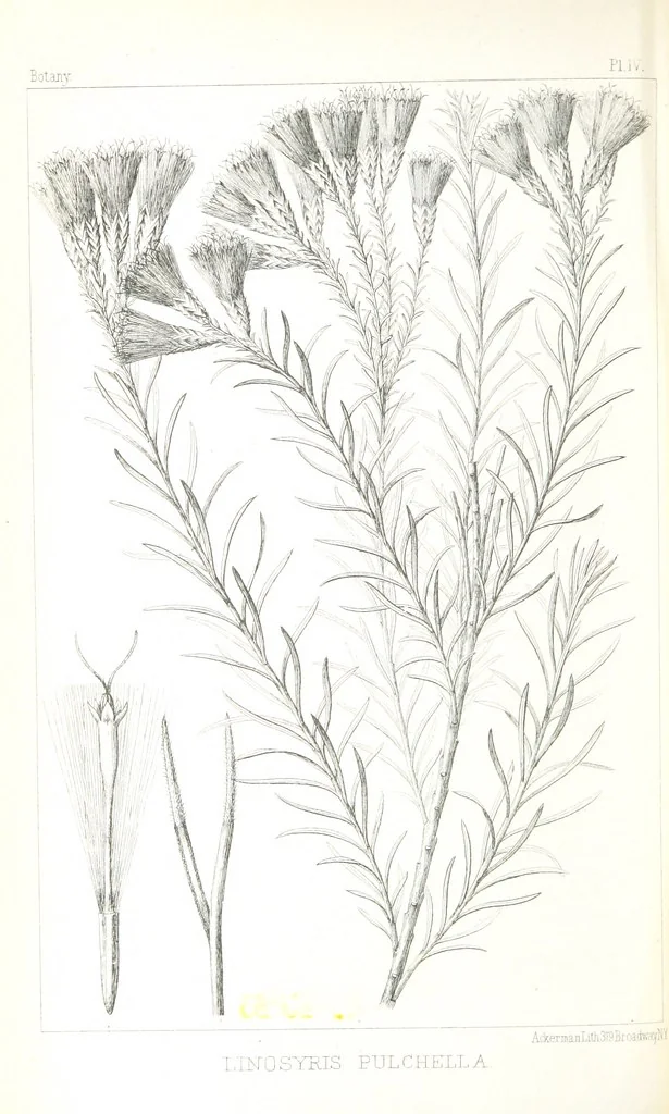 An illustration from Report of an expedition down the Zuni and Colorado Rivers by Captain L. Sitgreaves ... Illustrations. (Report on ... Natural History ... by S. W. Woodhouse. Zoology: mammals and birds by S. W. Woodhouse; reptiles by E. Hallowell; fishes by S. F. Baird and C. Girard. Botany: by Professor J. Torrey. Medical report; by S. W. Woodhouse.), 1853, leaf 288