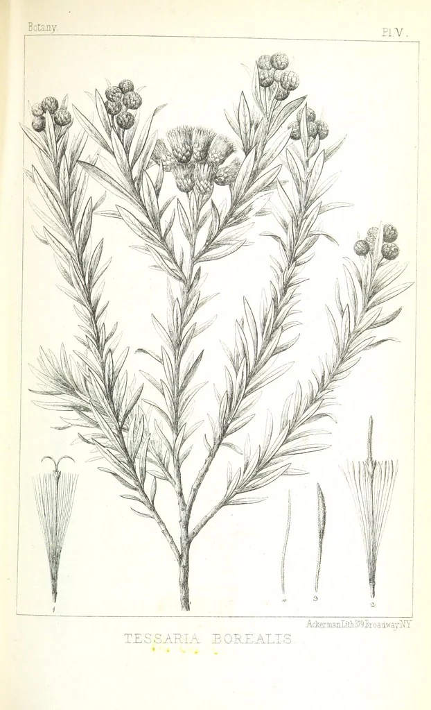 An illustration from Report of an expedition down the Zuni and Colorado Rivers by Captain L. Sitgreaves ... Illustrations. (Report on ... Natural History ... by S. W. Woodhouse. Zoology: mammals and birds by S. W. Woodhouse; reptiles by E. Hallowell; fishes by S. F. Baird and C. Girard. Botany: by Professor J. Torrey. Medical report; by S. W. Woodhouse.), 1853, leaf 291
