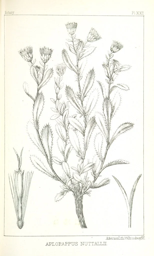 An illustration from Report of an expedition down the Zuni and Colorado Rivers by Captain L. Sitgreaves ... Illustrations. (Report on ... Natural History ... by S. W. Woodhouse. Zoology: mammals and birds by S. W. Woodhouse; reptiles by E. Hallowell; fishes by S. F. Baird and C. Girard. Botany: by Professor J. Torrey. Medical report; by S. W. Woodhouse.), 1853, leaf 293