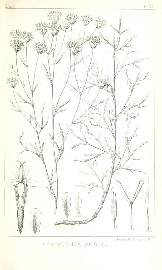An illustration from Report of an expedition down the Zuni and Colorado Rivers by Captain L. Sitgreaves ... Illustrations. (Report on ... Natural History ... by S. W. Woodhouse. Zoology: mammals and birds by S. W. Woodhouse; reptiles by E. Hallowell; fishes by S. F. Baird and C. Girard. Botany: by Professor J. Torrey. Medical report; by S. W. Woodhouse.), 1853, leaf 297