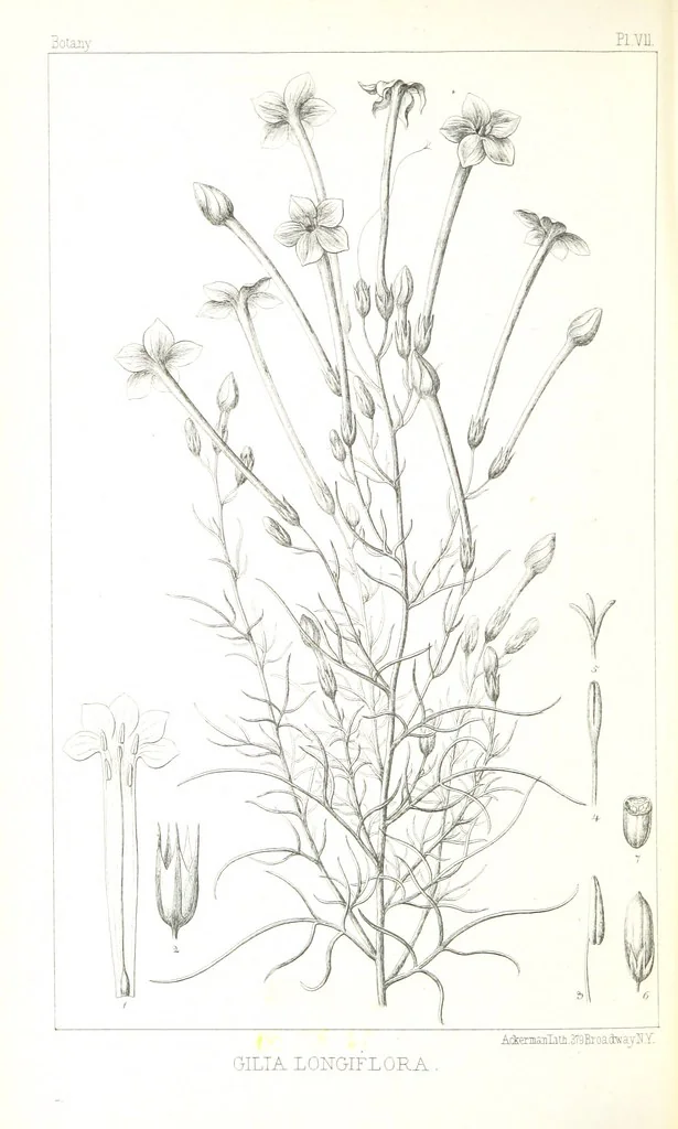 An illustration from Report of an expedition down the Zuni and Colorado Rivers by Captain L. Sitgreaves ... Illustrations. (Report on ... Natural History ... by S. W. Woodhouse. Zoology: mammals and birds by S. W. Woodhouse; reptiles by E. Hallowell; fishes by S. F. Baird and C. Girard. Botany: by Professor J. Torrey. Medical report; by S. W. Woodhouse.), 1853, leaf 300