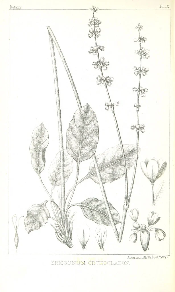 An illustration from Report of an expedition down the Zuni and Colorado Rivers by Captain L. Sitgreaves ... Illustrations. (Report on ... Natural History ... by S. W. Woodhouse. Zoology: mammals and birds by S. W. Woodhouse; reptiles by E. Hallowell; fishes by S. F. Baird and C. Girard. Botany: by Professor J. Torrey. Medical report; by S. W. Woodhouse.), 1853, leaf 304
