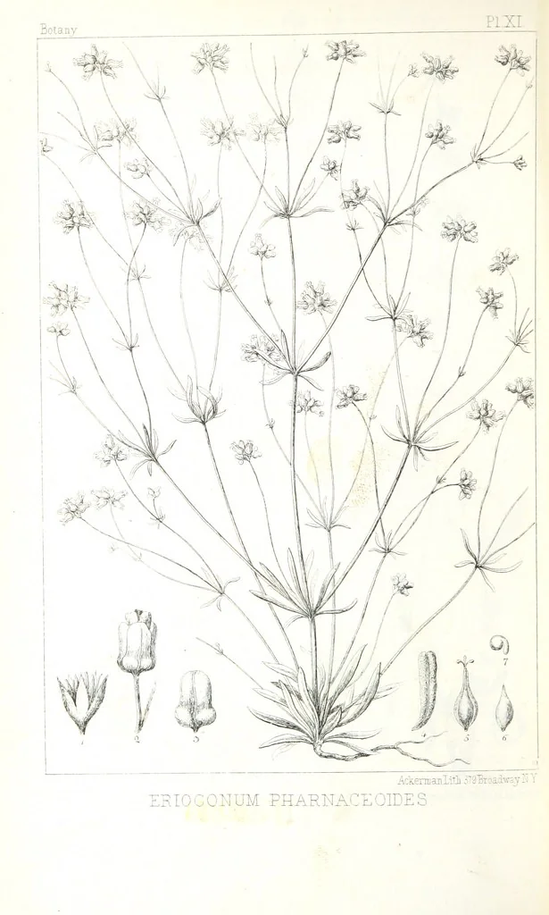 An illustration from Report of an expedition down the Zuni and Colorado Rivers by Captain L. Sitgreaves ... Illustrations. (Report on ... Natural History ... by S. W. Woodhouse. Zoology: mammals and birds by S. W. Woodhouse; reptiles by E. Hallowell; fishes by S. F. Baird and C. Girard. Botany: by Professor J. Torrey. Medical report; by S. W. Woodhouse.), 1853, leaf 306