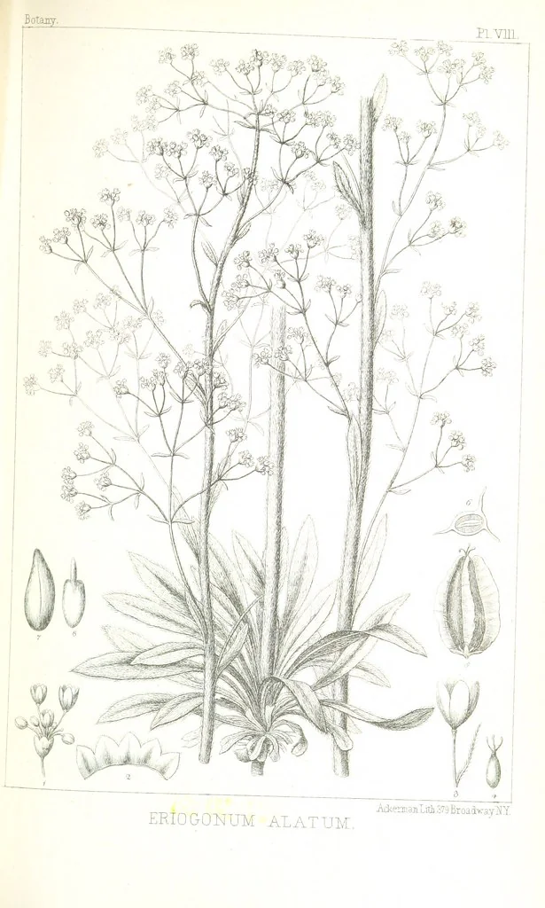 An illustration from Report of an expedition down the Zuni and Colorado Rivers by Captain L. Sitgreaves ... Illustrations. (Report on ... Natural History ... by S. W. Woodhouse. Zoology: mammals and birds by S. W. Woodhouse; reptiles by E. Hallowell; fishes by S. F. Baird and C. Girard. Botany: by Professor J. Torrey. Medical report; by S. W. Woodhouse.), 1853, leaf 309