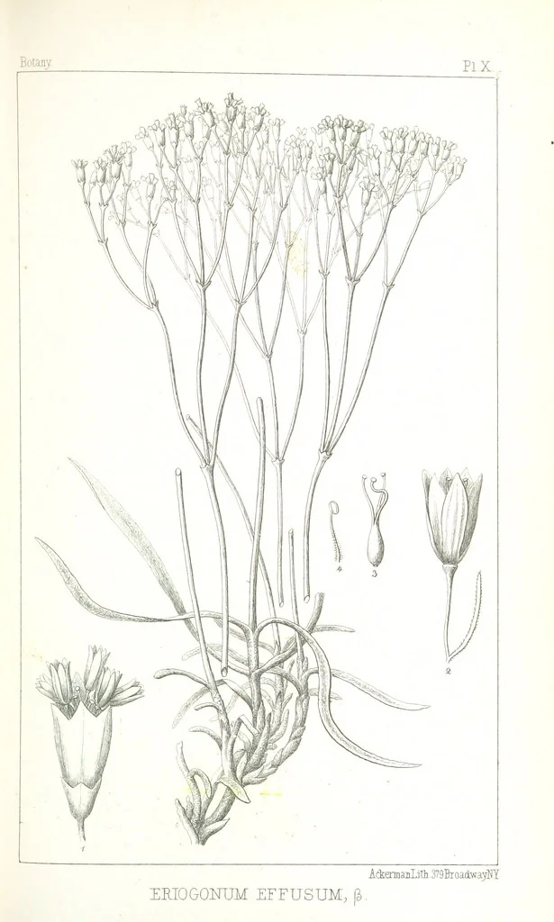 An illustration from Report of an expedition down the Zuni and Colorado Rivers by Captain L. Sitgreaves ... Illustrations. (Report on ... Natural History ... by S. W. Woodhouse. Zoology: mammals and birds by S. W. Woodhouse; reptiles by E. Hallowell; fishes by S. F. Baird and C. Girard. Botany: by Professor J. Torrey. Medical report; by S. W. Woodhouse.), 1853, leaf 311