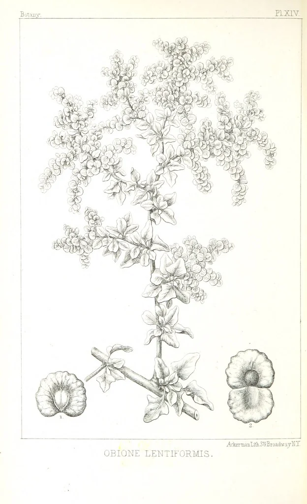 An illustration from Report of an expedition down the Zuni and Colorado Rivers by Captain L. Sitgreaves ... Illustrations. (Report on ... Natural History ... by S. W. Woodhouse. Zoology: mammals and birds by S. W. Woodhouse; reptiles by E. Hallowell; fishes by S. F. Baird and C. Girard. Botany: by Professor J. Torrey. Medical report; by S. W. Woodhouse.), 1853, leaf 314