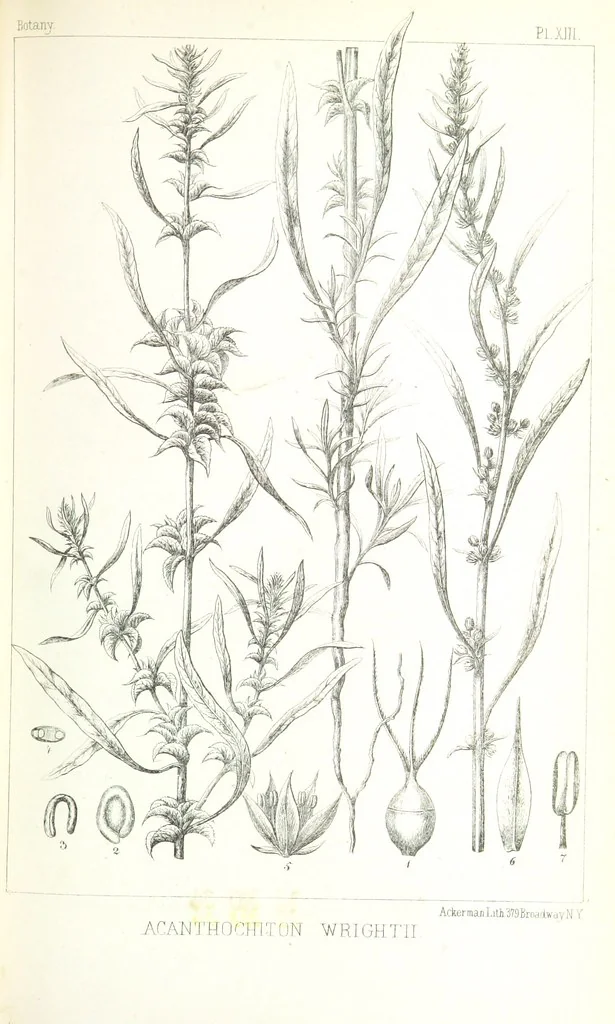 An illustration from Report of an expedition down the Zuni and Colorado Rivers by Captain L. Sitgreaves ... Illustrations. (Report on ... Natural History ... by S. W. Woodhouse. Zoology: mammals and birds by S. W. Woodhouse; reptiles by E. Hallowell; fishes by S. F. Baird and C. Girard. Botany: by Professor J. Torrey. Medical report; by S. W. Woodhouse.), 1853, leaf 317