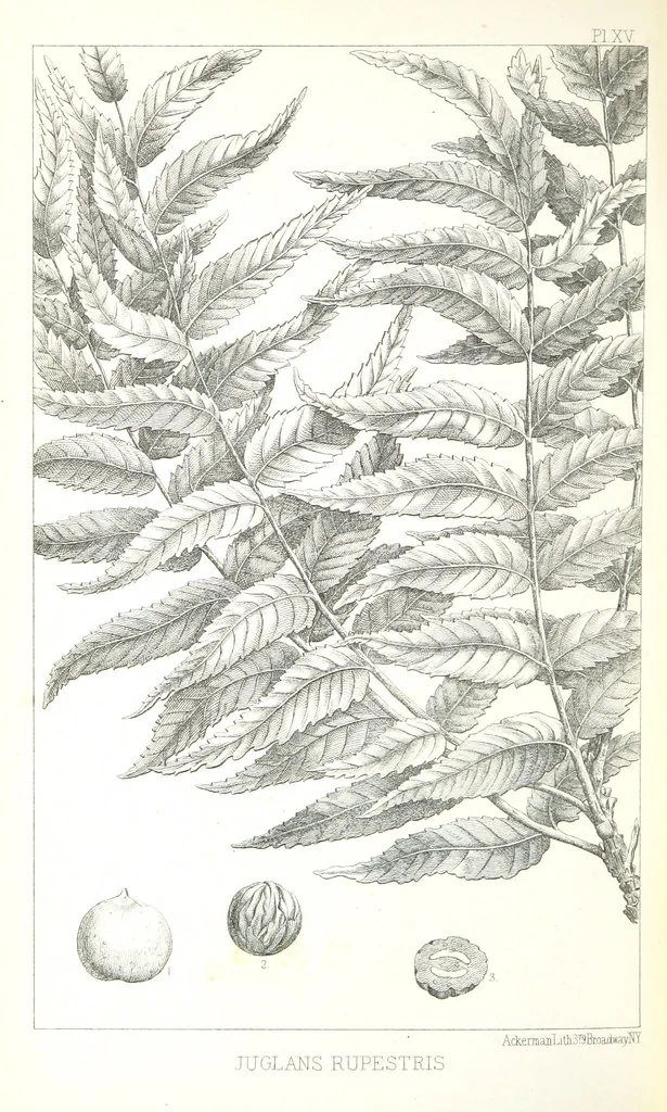 An illustration from Report of an expedition down the Zuni and Colorado Rivers by Captain L. Sitgreaves ... Illustrations. (Report on ... Natural History ... by S. W. Woodhouse. Zoology: mammals and birds by S. W. Woodhouse; reptiles by E. Hallowell; fishes by S. F. Baird and C. Girard. Botany: by Professor J. Torrey. Medical report; by S. W. Woodhouse.), 1853, leaf 320