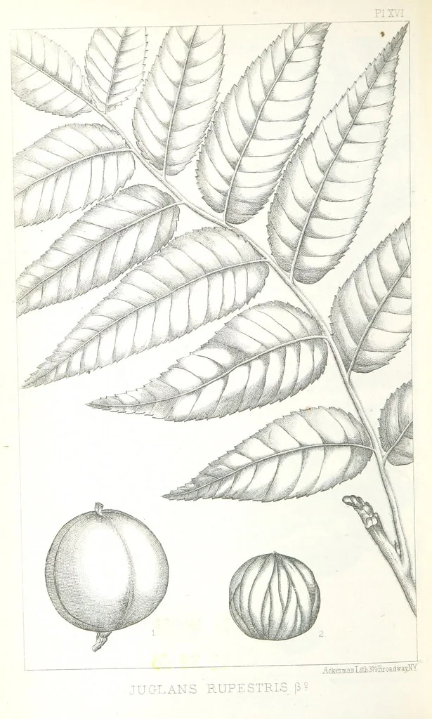 An illustration from Report of an expedition down the Zuni and Colorado Rivers by Captain L. Sitgreaves ... Illustrations. (Report on ... Natural History ... by S. W. Woodhouse. Zoology: mammals and birds by S. W. Woodhouse; reptiles by E. Hallowell; fishes by S. F. Baird and C. Girard. Botany: by Professor J. Torrey. Medical report; by S. W. Woodhouse.), 1853, leaf 322