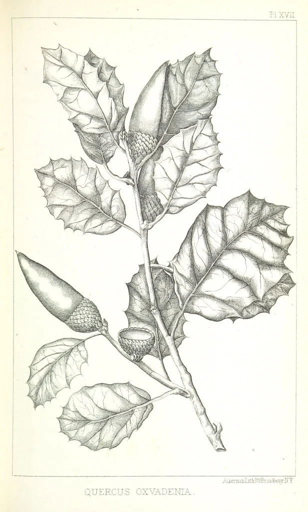 An illustration from Report of an expedition down the Zuni and Colorado Rivers by Captain L. Sitgreaves ... Illustrations. (Report on ... Natural History ... by S. W. Woodhouse. Zoology: mammals and birds by S. W. Woodhouse; reptiles by E. Hallowell; fishes by S. F. Baird and C. Girard. Botany: by Professor J. Torrey. Medical report; by S. W. Woodhouse.), 1853, leaf 325