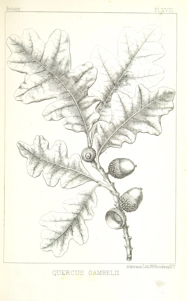 An illustration from Report of an expedition down the Zuni and Colorado Rivers by Captain L. Sitgreaves ... Illustrations. (Report on ... Natural History ... by S. W. Woodhouse. Zoology: mammals and birds by S. W. Woodhouse; reptiles by E. Hallowell; fishes by S. F. Baird and C. Girard. Botany: by Professor J. Torrey. Medical report; by S. W. Woodhouse.), 1853, leaf 327