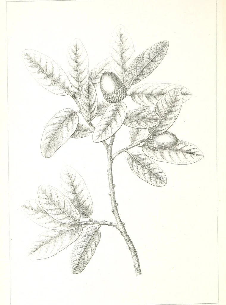 An illustration from Report of an expedition down the Zuni and Colorado Rivers by Captain L. Sitgreaves ... Illustrations. (Report on ... Natural History ... by S. W. Woodhouse. Zoology: mammals and birds by S. W. Woodhouse; reptiles by E. Hallowell; fishes by S. F. Baird and C. Girard. Botany: by Professor J. Torrey. Medical report; by S. W. Woodhouse.), 1853, leaf 330