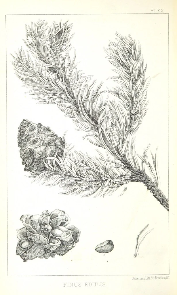An illustration from Report of an expedition down the Zuni and Colorado Rivers by Captain L. Sitgreaves ... Illustrations. (Report on ... Natural History ... by S. W. Woodhouse. Zoology: mammals and birds by S. W. Woodhouse; reptiles by E. Hallowell; fishes by S. F. Baird and C. Girard. Botany: by Professor J. Torrey. Medical report; by S. W. Woodhouse.), 1853, leaf 332