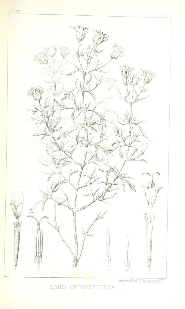 An illustration from Report of an expedition down the Zuni and Colorado Rivers by Captain L. Sitgreaves ... Illustrations. (Report on ... Natural History ... by S. W. Woodhouse. Zoology: mammals and birds by S. W. Woodhouse; reptiles by E. Hallowell; fishes by S. F. Baird and C. Girard. Botany: by Professor J. Torrey. Medical report; by S. W. Woodhouse.), 1853, leaf 339