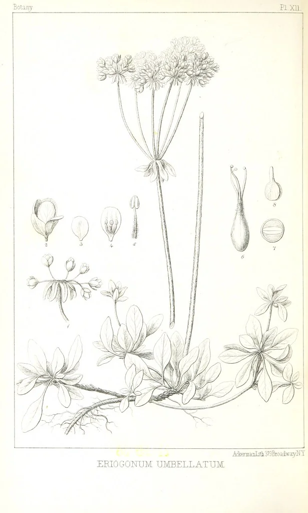An illustration from Report of an expedition down the Zuni and Colorado Rivers by Captain L. Sitgreaves ... Illustrations. (Report on ... Natural History ... by S. W. Woodhouse. Zoology: mammals and birds by S. W. Woodhouse; reptiles by E. Hallowell; fishes by S. F. Baird and C. Girard. Botany: by Professor J. Torrey. Medical report; by S. W. Woodhouse.), 1853, leaf 342