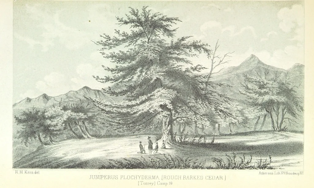 An illustration from Report of an expedition down the Zuni and Colorado Rivers by Captain L. Sitgreaves ... Illustrations. (Report on ... Natural History ... by S. W. Woodhouse. Zoology: mammals and birds by S. W. Woodhouse; reptiles by E. Hallowell; fishes by S. F. Baird and C. Girard. Botany: by Professor J. Torrey. Medical report; by S. W. Woodhouse.), 1853, leaf 49
