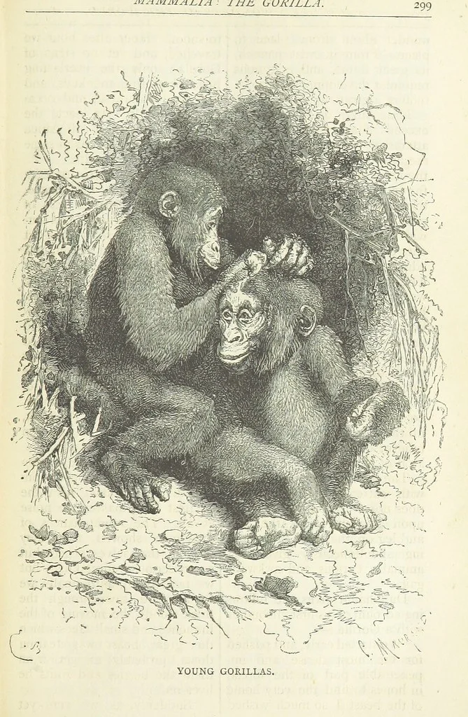 An illustration from A Hundred Wonders of the world in nature and art. Described according to the latest authorities and profusely illustrated. Edited by J. Small, 1876, leaf 307