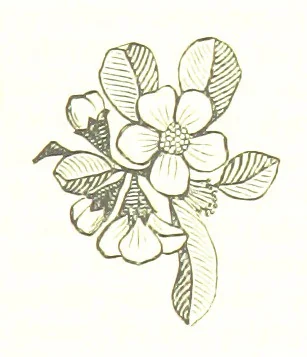 An illustration from His Great Experiment, 1889, leaf 243