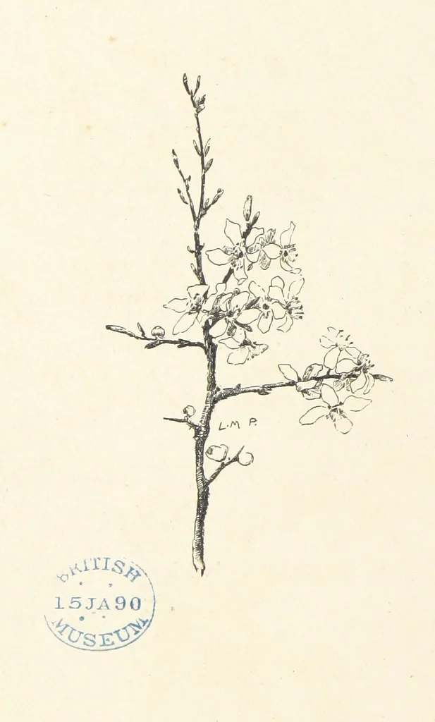 An illustration from Old Songs. With drawings by E. A. Abbey and Alfred Parsons, 1889, leaf 32