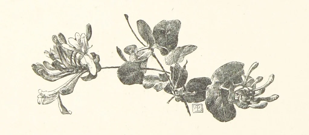 An illustration from Old Songs. With drawings by E. A. Abbey and Alfred Parsons, 1889, leaf 50