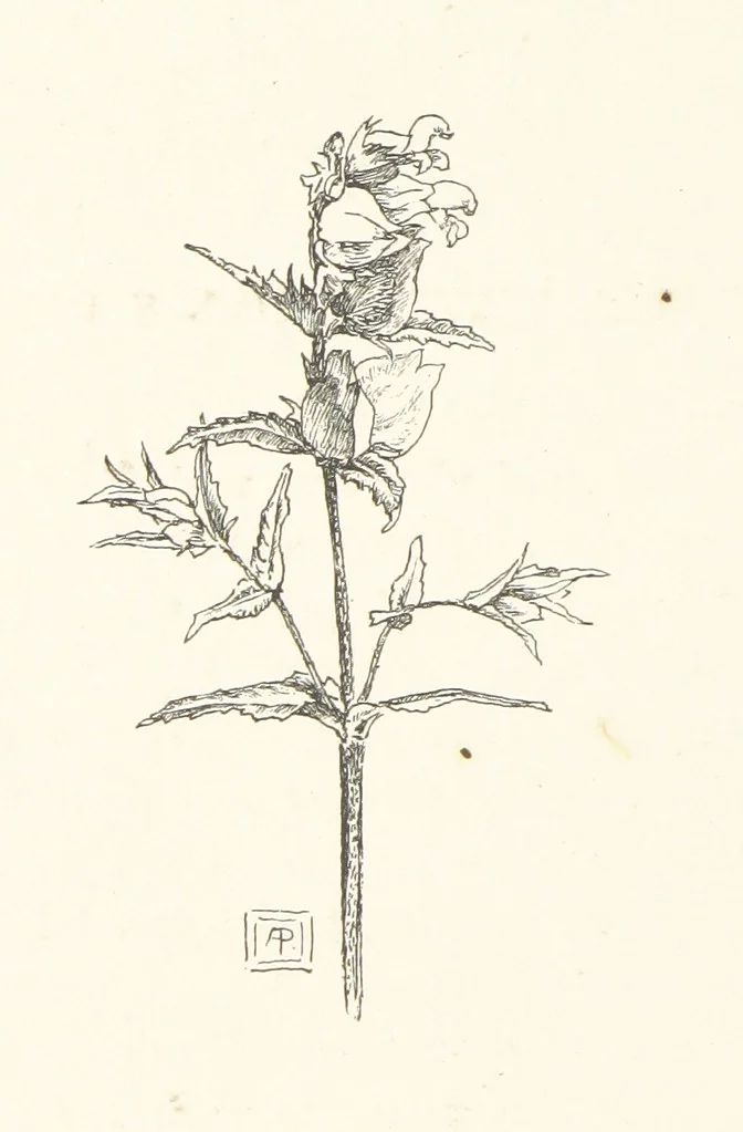 An illustration from Old Songs. With drawings by E. A. Abbey and Alfred Parsons, 1889, leaf 62