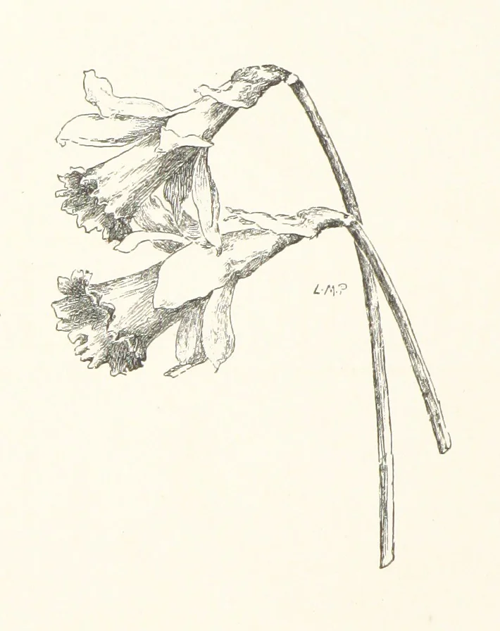 An illustration from Old Songs. With drawings by E. A. Abbey and Alfred Parsons, 1889, leaf 70