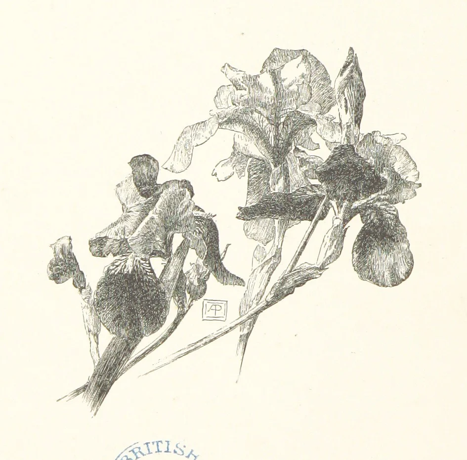 An illustration from Old Songs. With drawings by E. A. Abbey and Alfred Parsons, 1889, leaf 72
