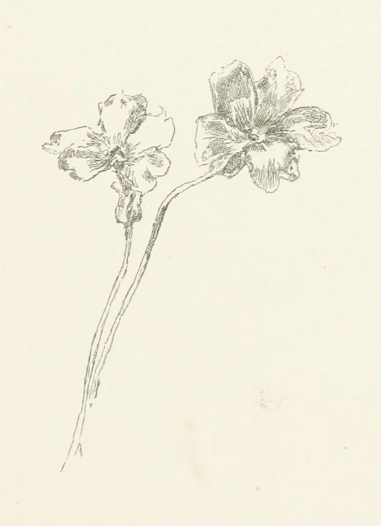 An illustration from Old Songs. With drawings by E. A. Abbey and Alfred Parsons, 1889, leaf 79