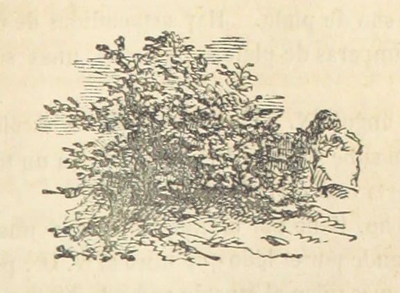 An illustration from España pintoresca, artistica, monumental, literaria y de costumbres, 1843, leaf 343