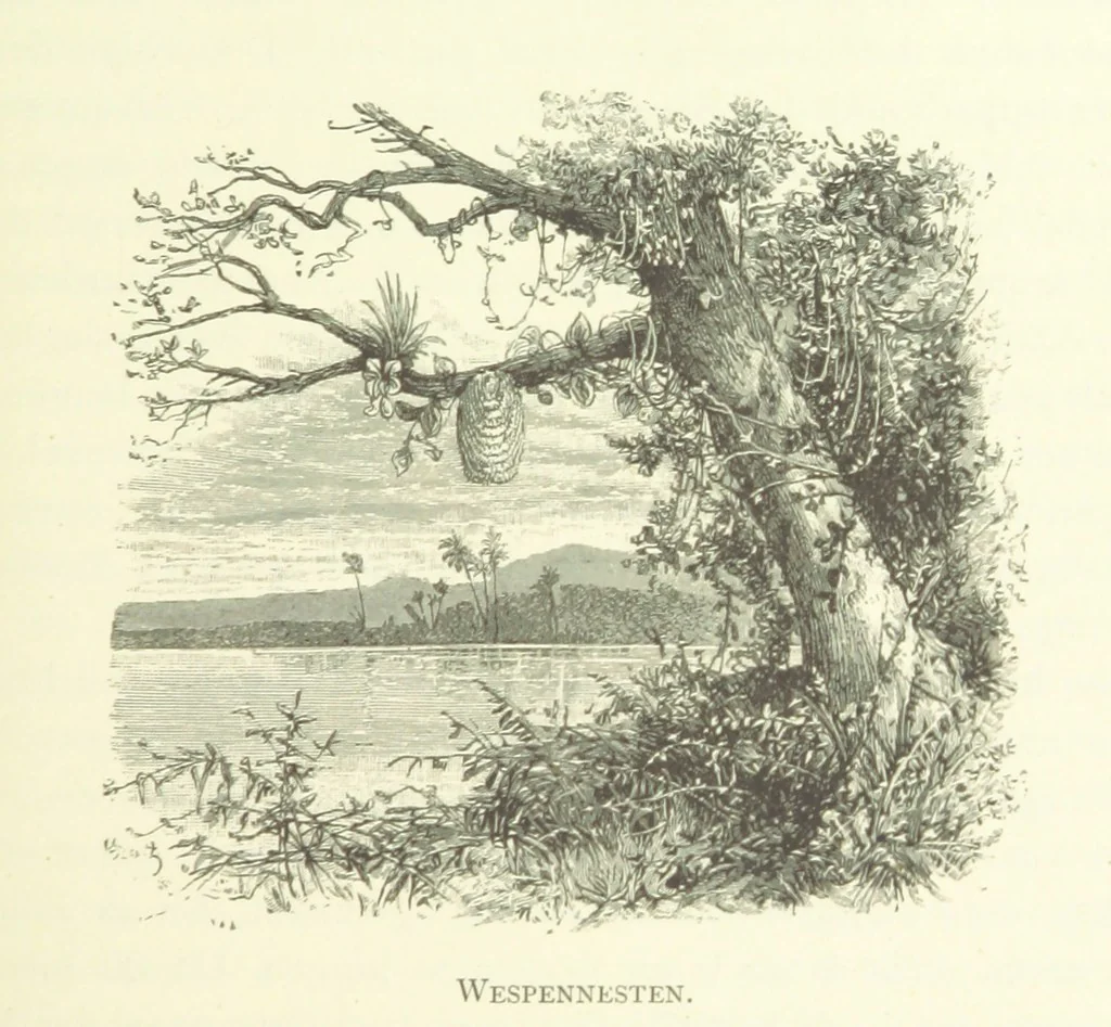 An illustration from Stanley in Afrika's donkere wildernissen, etc. [Translated from “In Darkest Afrika” by H. Tiedeman, 1890, leaf 209
